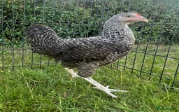Chickens poultry for sale: Point of Lay Hybrid Chickens - Image 5