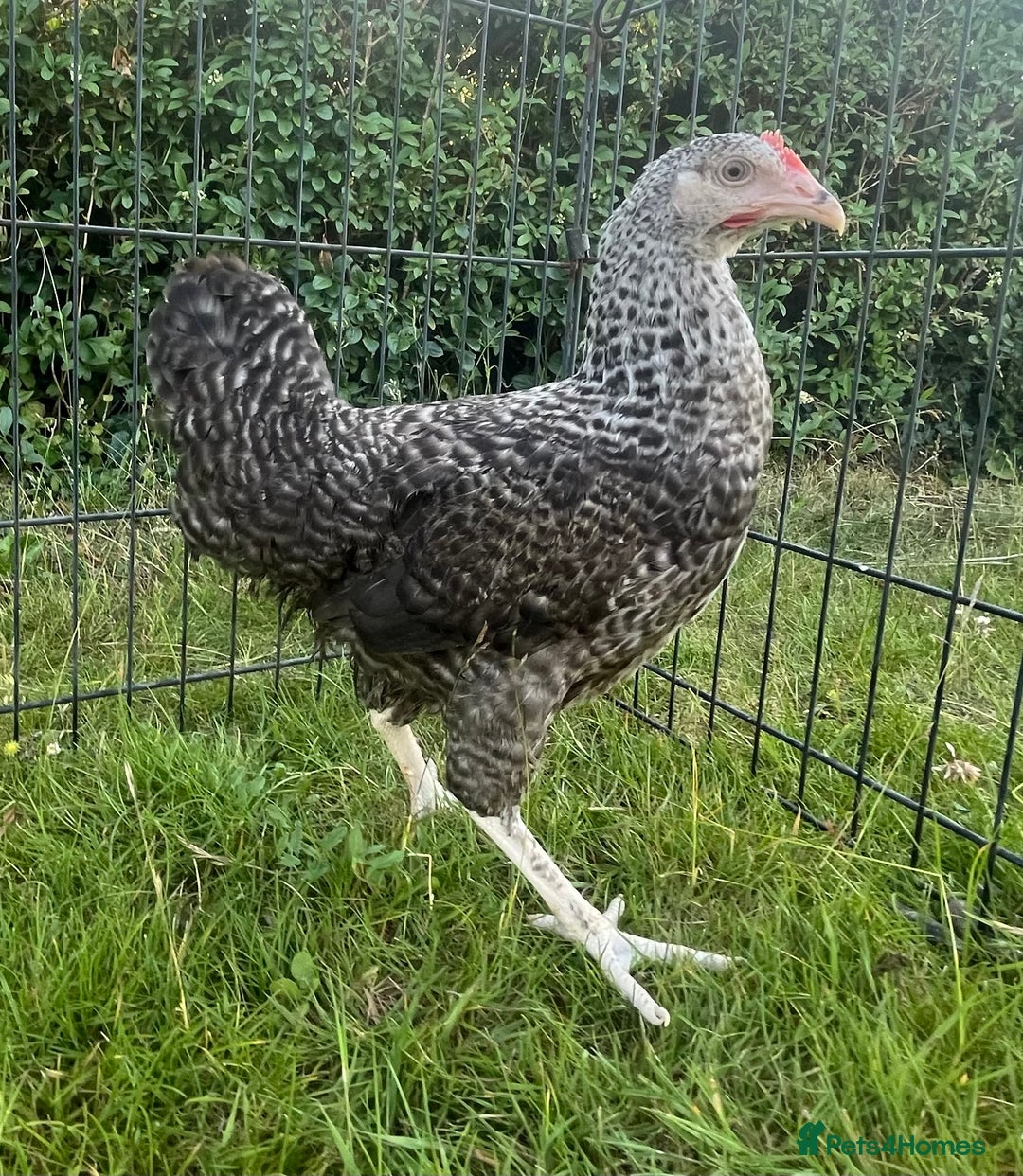 Chickens poultry for sale: Point of Lay Hybrid Chickens - Image 5