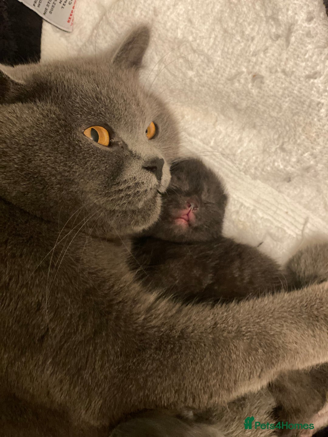 British Shorthair cats for sale: Stunning Unique Pedigree Black British Shorthair  - Advert 9