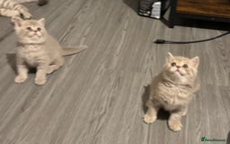 British Shorthair cats for sale: Amazing BSH kittens. READY TO GO!!! - Image 25