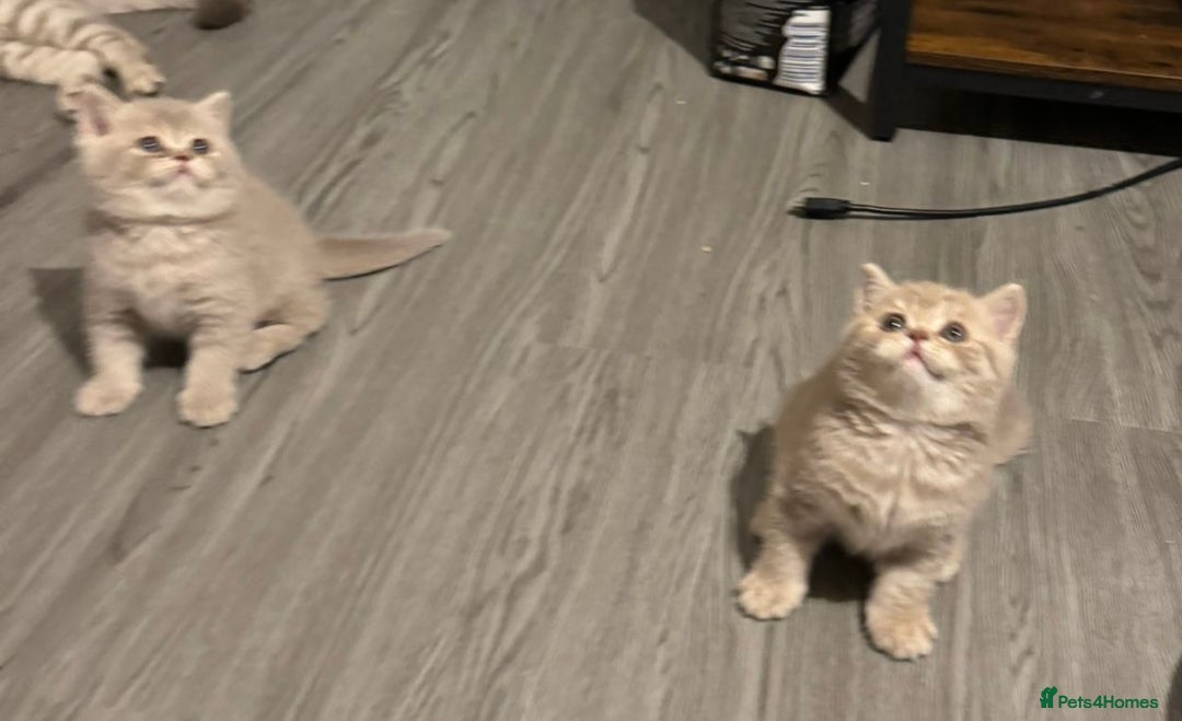 British Shorthair cats for sale: Amazing BSH kittens. READY TO GO!!! - Image 25