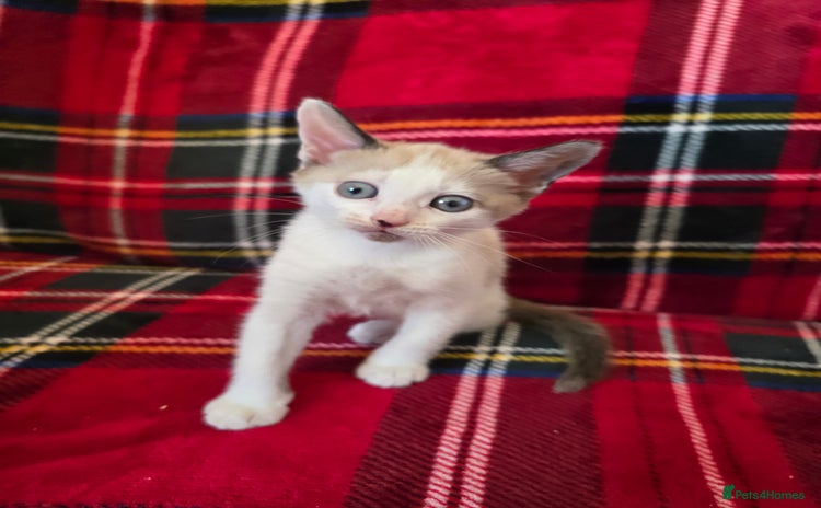 Mixed Breed cats - Advert 4