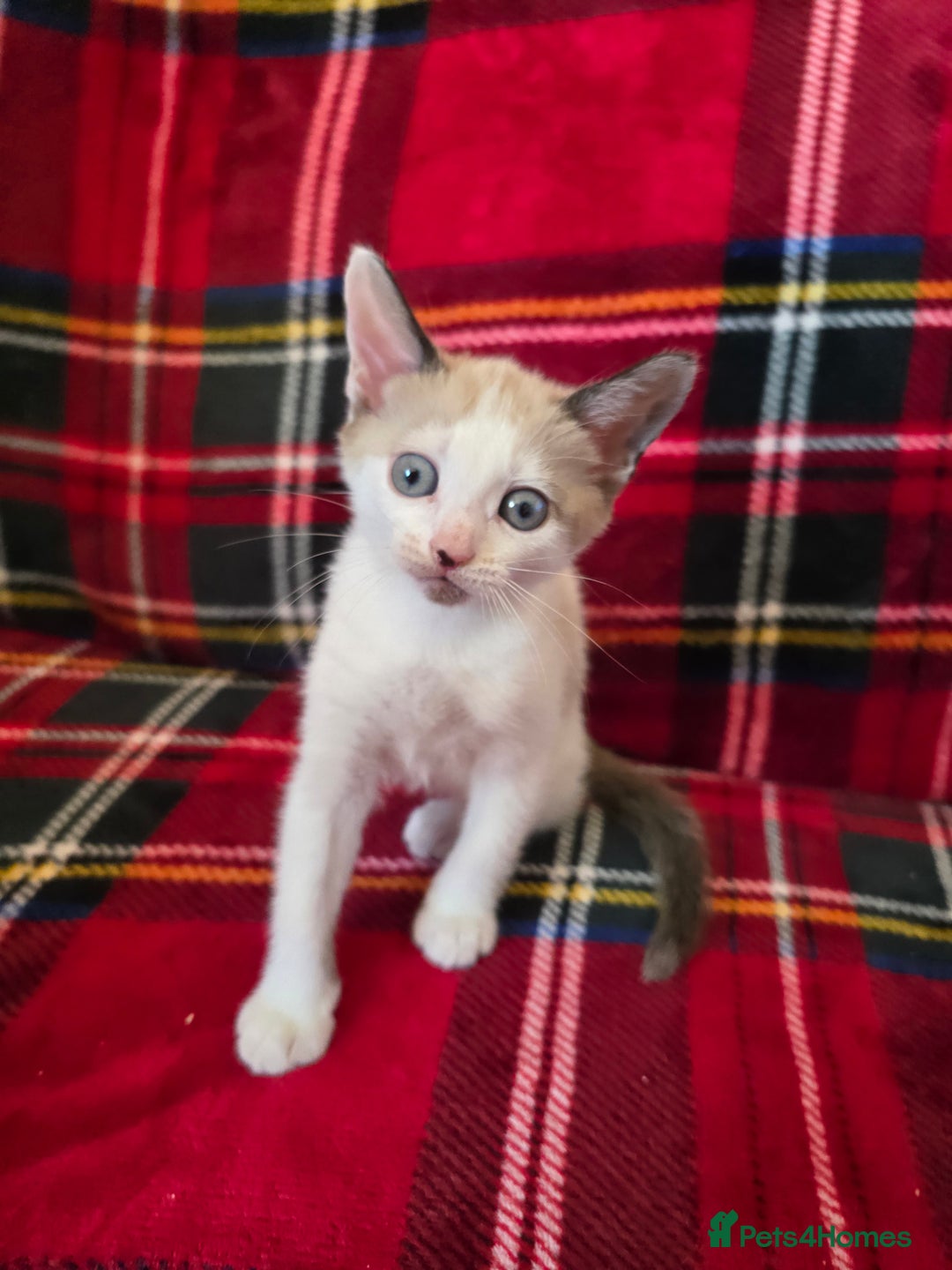 Mixed Breed cats for sale: Kittens 🐯🩷💛 - Image 1