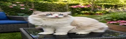 Ragdoll cats for sale: WORLD BEATIFUL RAGDOLL KITTEN / FIFE - Advert 27