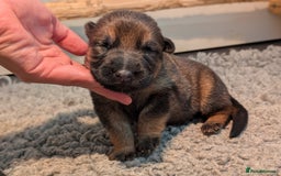 German Shepherd dogs for sale: KC Pups From Health Tested Champion Bloodlines  - Image 3