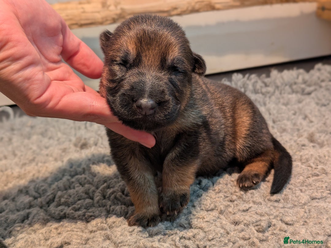 German Shepherd dogs for sale: KC Pups From Health Tested Champion Bloodlines  - Image 3