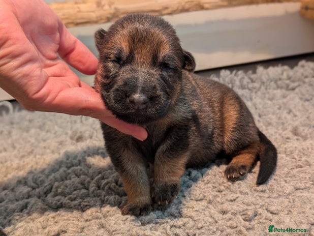 German Shepherd dogs - Advert 1