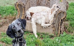 English Setter dogs for adoption: Dharma - Image 2