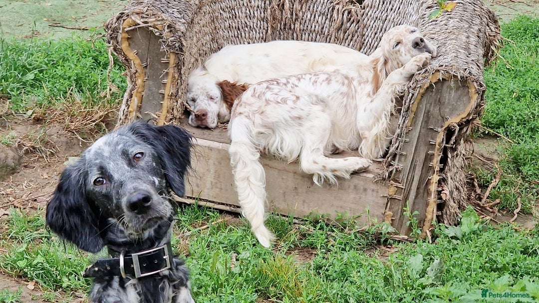 English Setter dogs for adoption: Dharma - Image 2