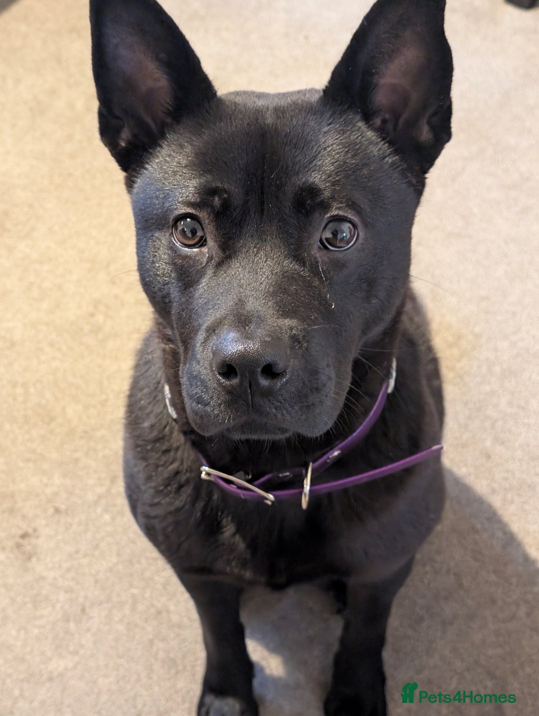 Mixed Breed dogs for sale: Raine - Advert 1