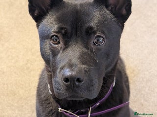 Mixed Breed dogs Raine - Advert 3