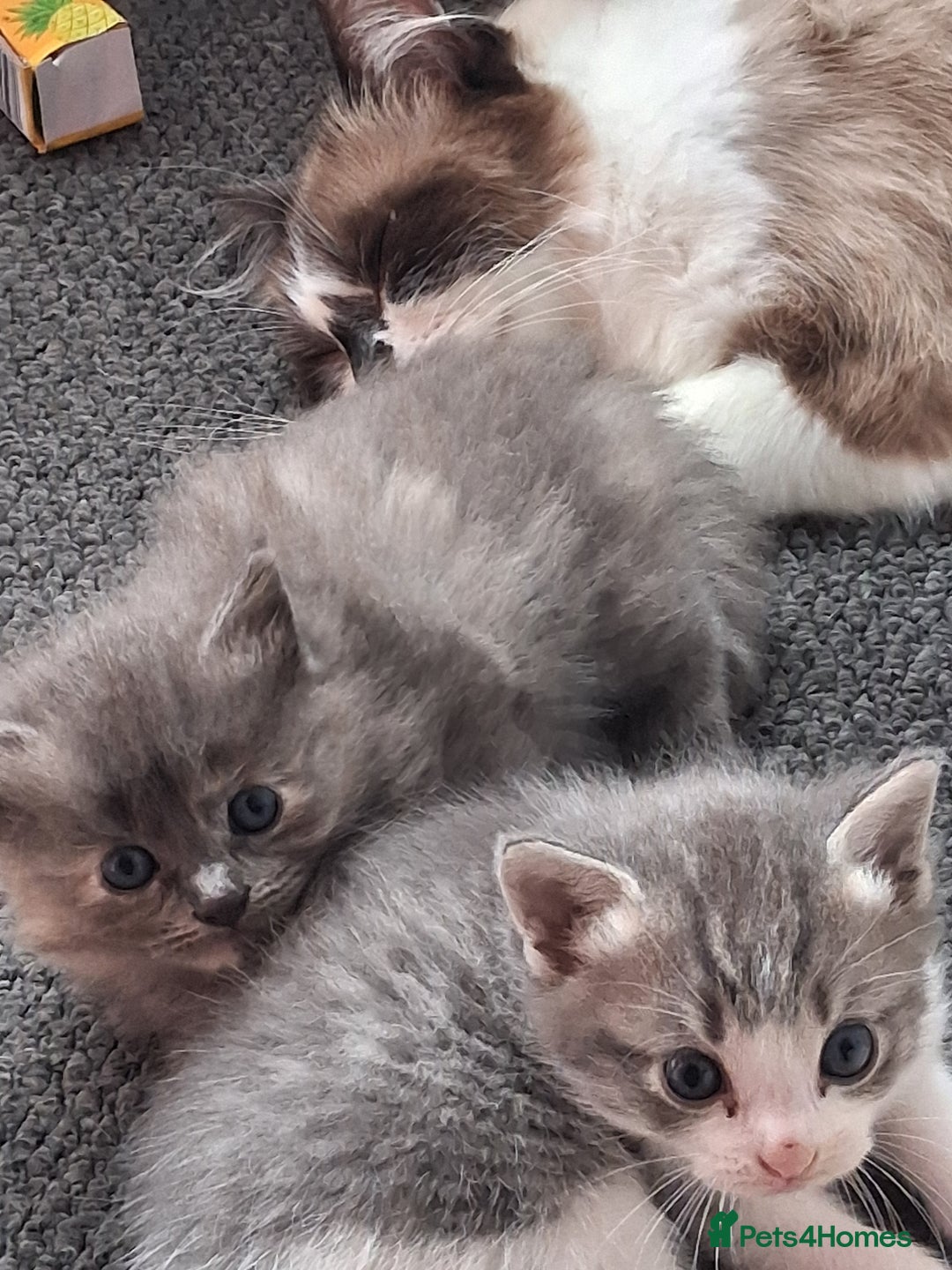 Ragdoll cats for sale: Ragdoll mix kittens  - Image 6