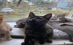 Maine Coon cats for sale: Maine coon x bengal kittens  - Image 9