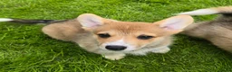 Welsh Corgi Pembroke dogs for sale: Pembroke Corgi Puppies - Ready Now - Advert 5