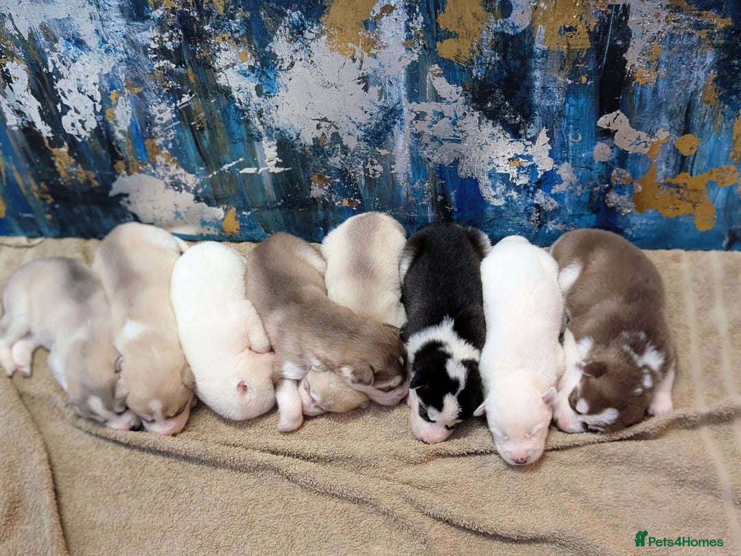 Siberian Husky dogs for sale: Beautiful pure Siberian Husky - Image 1