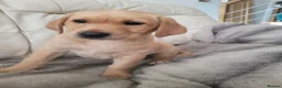 Labrador Retriever dogs for sale: Beautifully Labrador Puppies - Advert 8