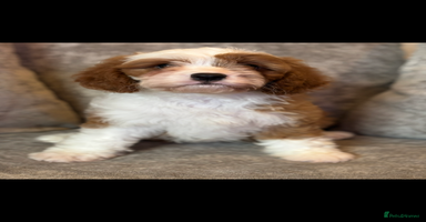 Cavapoo dogs - Advert 2