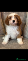 Cavapoo dogs - Advert 1