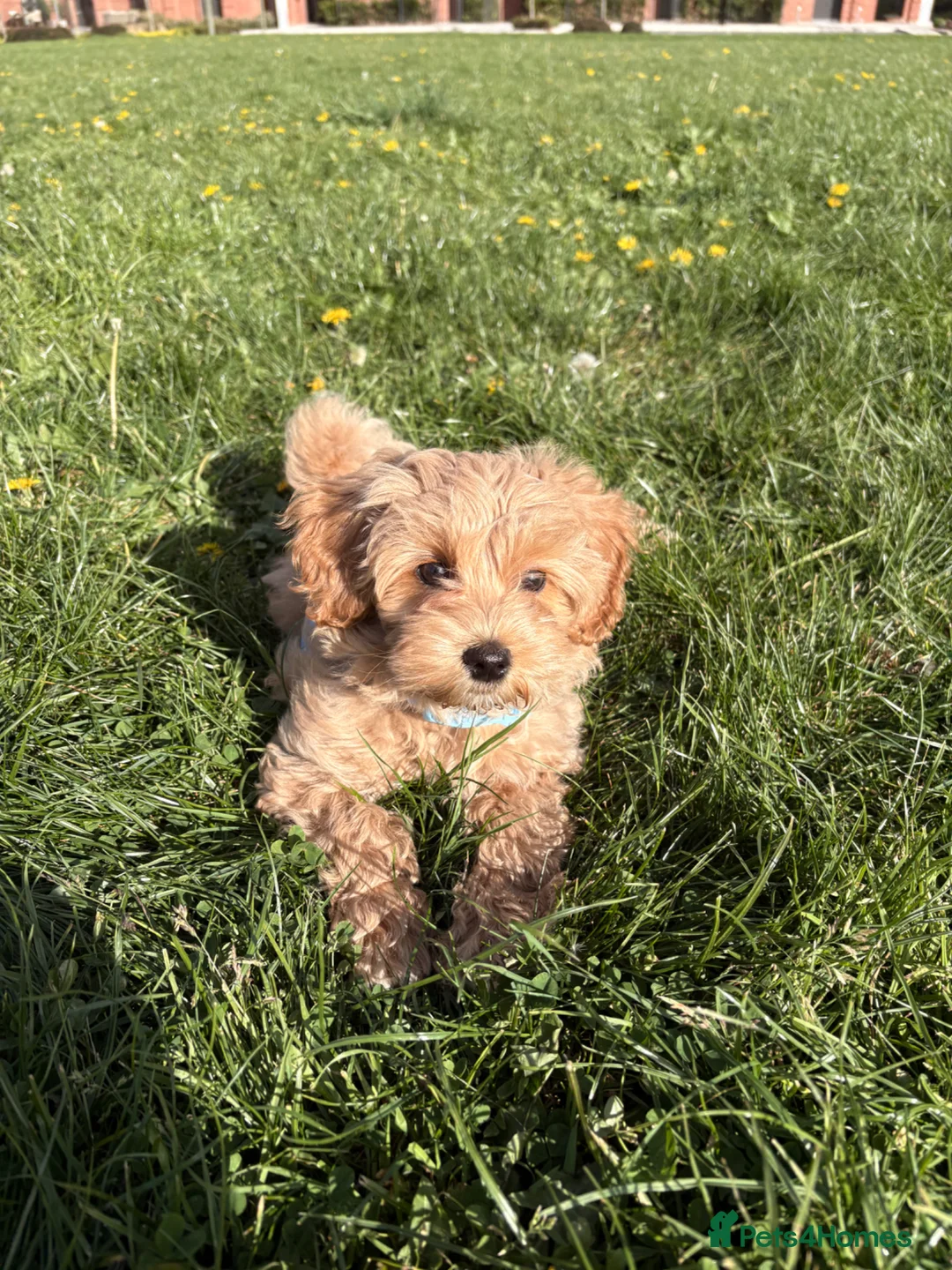 Maltipoo dogs for sale: Gorgeous maltipoo puppy for sale - Advert 4