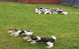 Fox Terrier dogs for sale: KC Reg Wire Fox Terrier Puppies READY NOW - Image 26