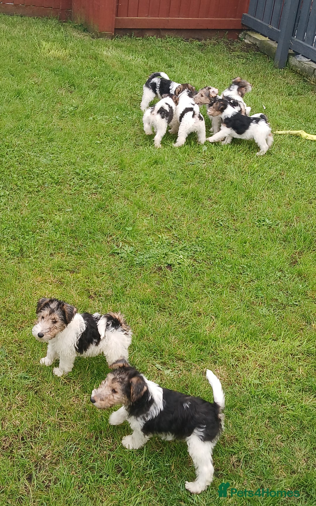 Fox Terrier dogs for sale: KC Reg Wire Fox Terrier Puppies READY NOW - Image 26