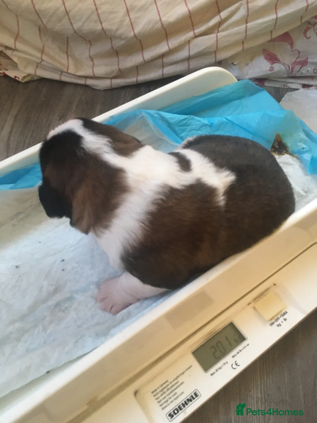 Saint Bernard dogs for sale: Health-tested line established 1990s. - Advert 17