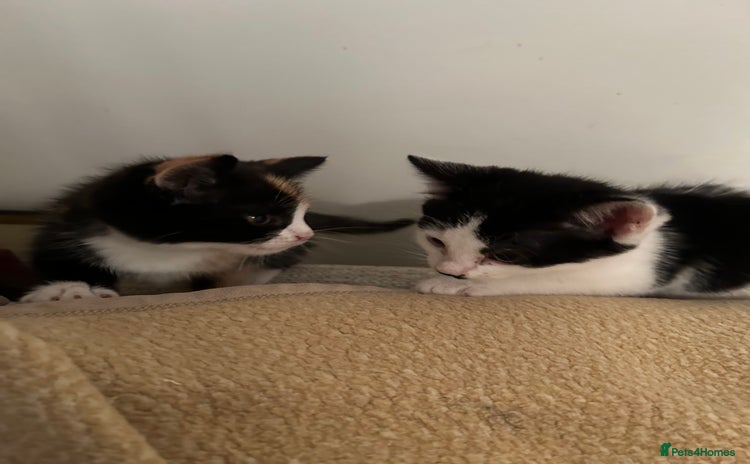Mixed Breed cats for sale - Advert 1