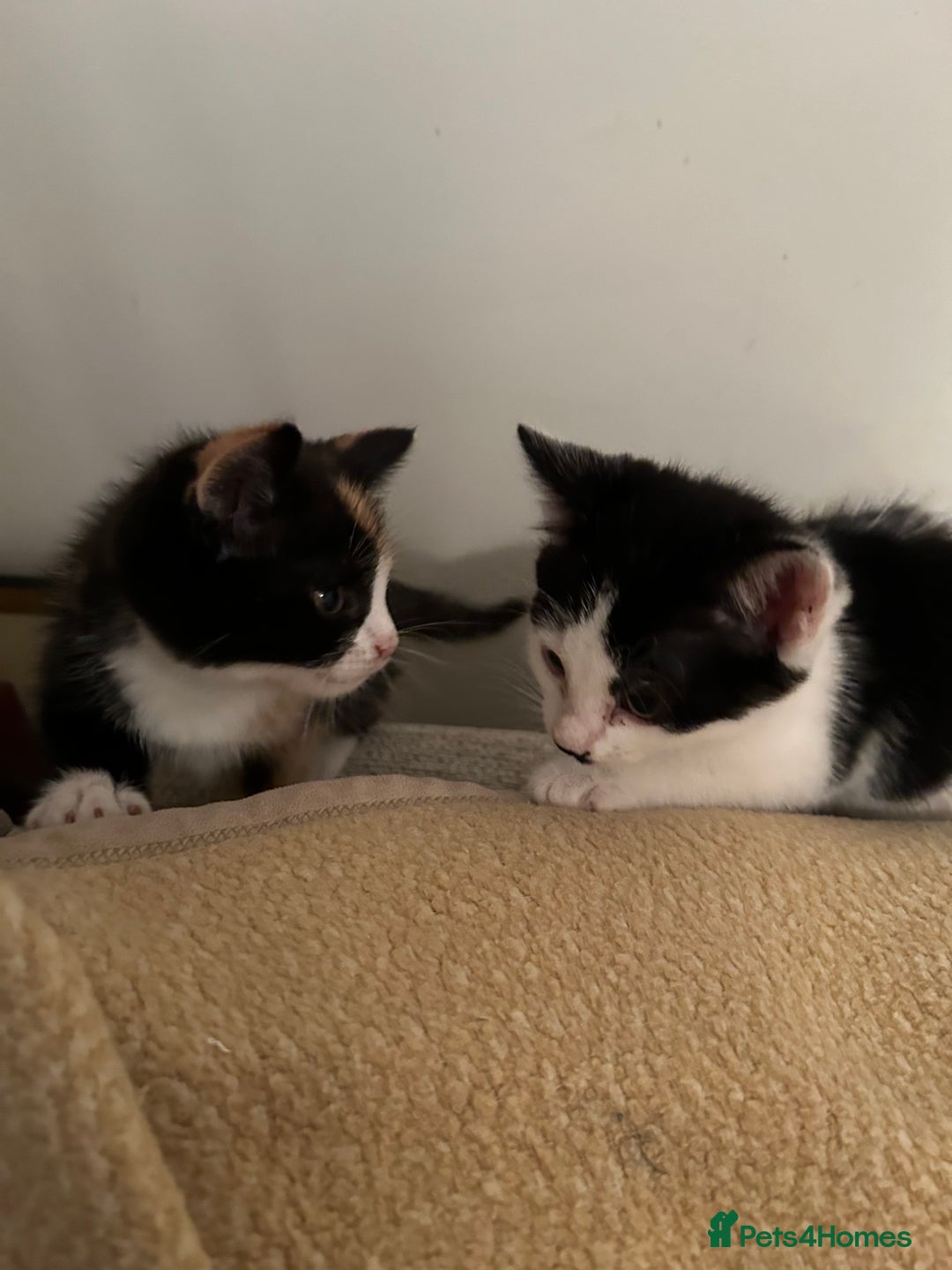 Mixed Breed cats for sale: 2 beautiful kittens - Image 1