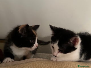 Mixed Breed cats - Advert 19