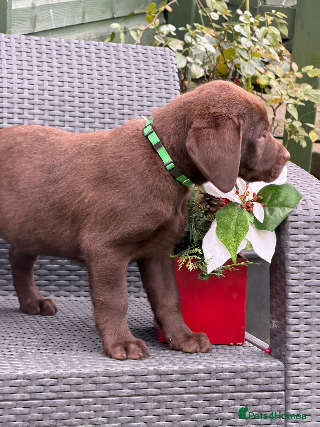 Labrador Retriever dogs for sale: KC CHOCOLATE PEDIGREE LABRADOR GIRL - Advert 12