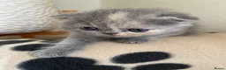 Scottish Fold cats for sale: Beautiful litter - Advert 12