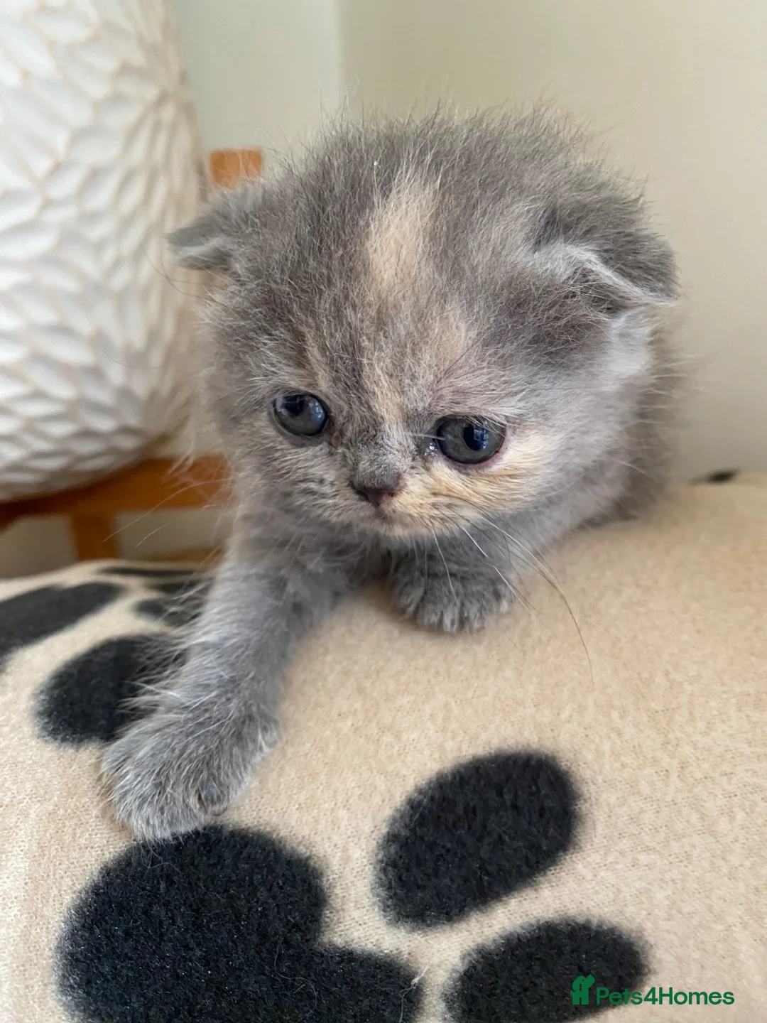 Scottish Fold cats for sale: Beautiful litter - Advert 12