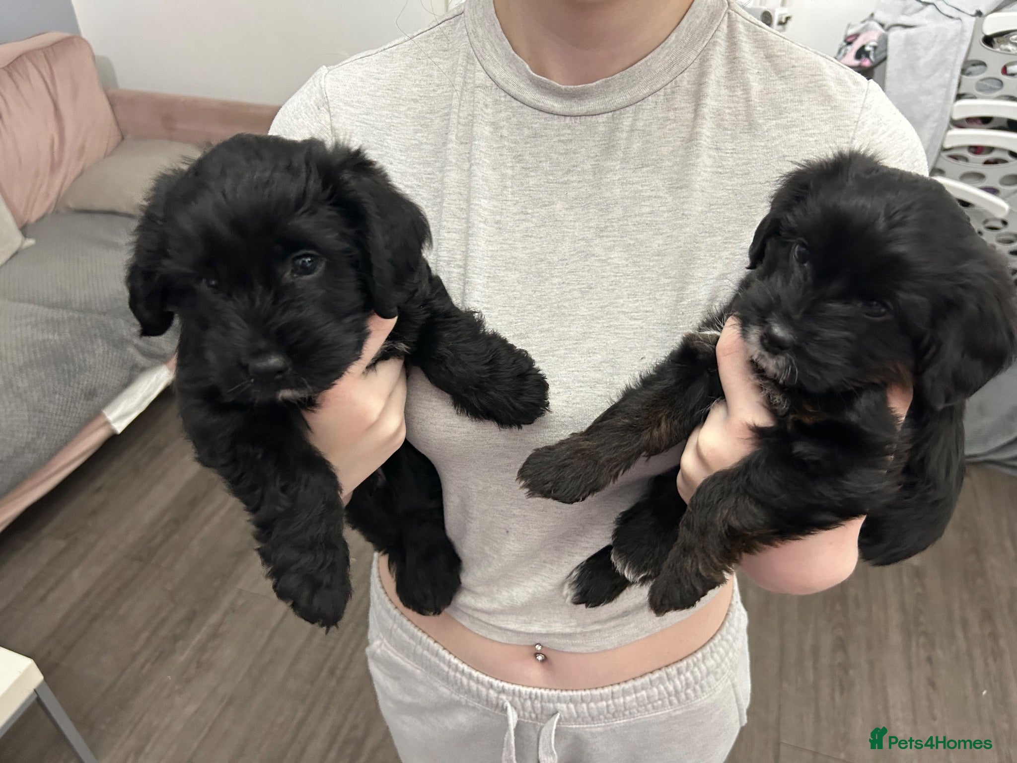 Mixed Breed dogs Two beautiful puppies - Advert 18
