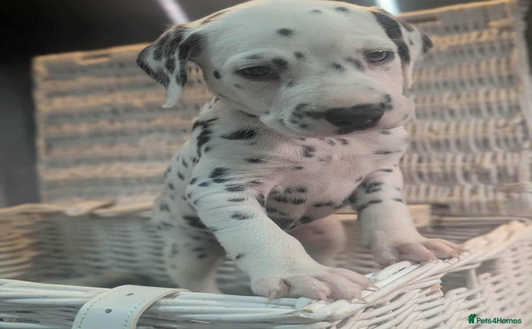Dalmatian dogs - Advert 1