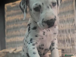 Dalmatian dogs - Advert 19