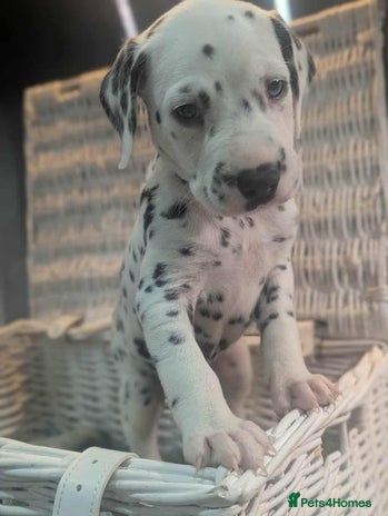Dalmatian dogs - Advert 4
