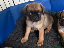 Puggle dogs Puggle Puppies - 1 LEFT!! – Ready 12th Dec! - Advert 5
