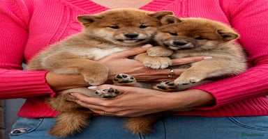 Japanese Shiba Inu dogs - Advert 10