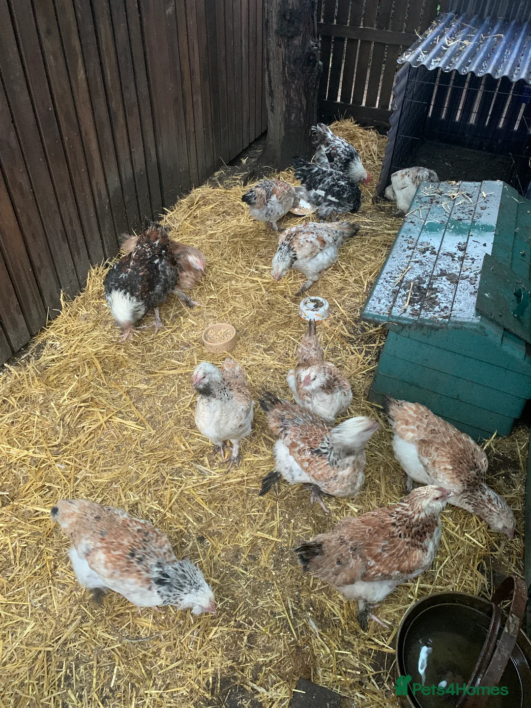 Chickens poultry for sale: Salmon Faverolle Hens - Advert 4