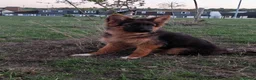 German Shepherd dogs for sale: German Shepherd Puppies-show-line parents - Advert 8