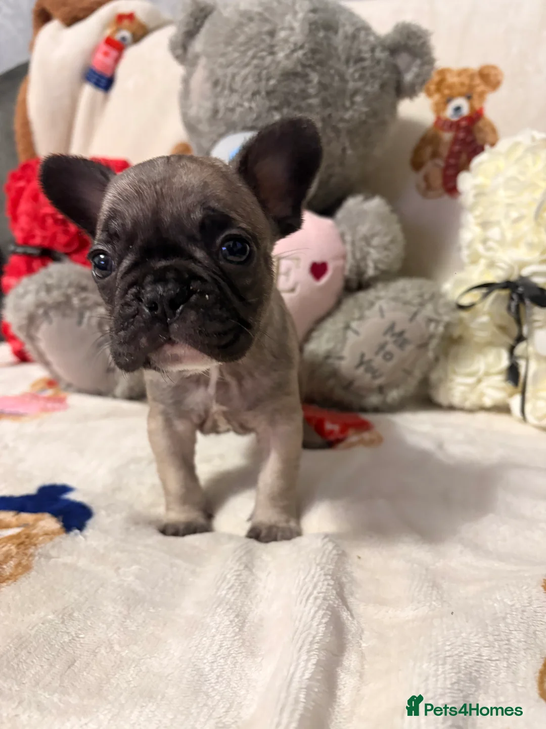 French Bulldog dogs for sale: 🏆 FRENCH BULLDOG 🏆 - Advert 24