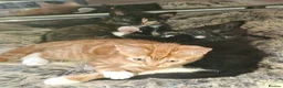 Mixed Breed cats for sale: Beautiful mixed kittens - Advert 11