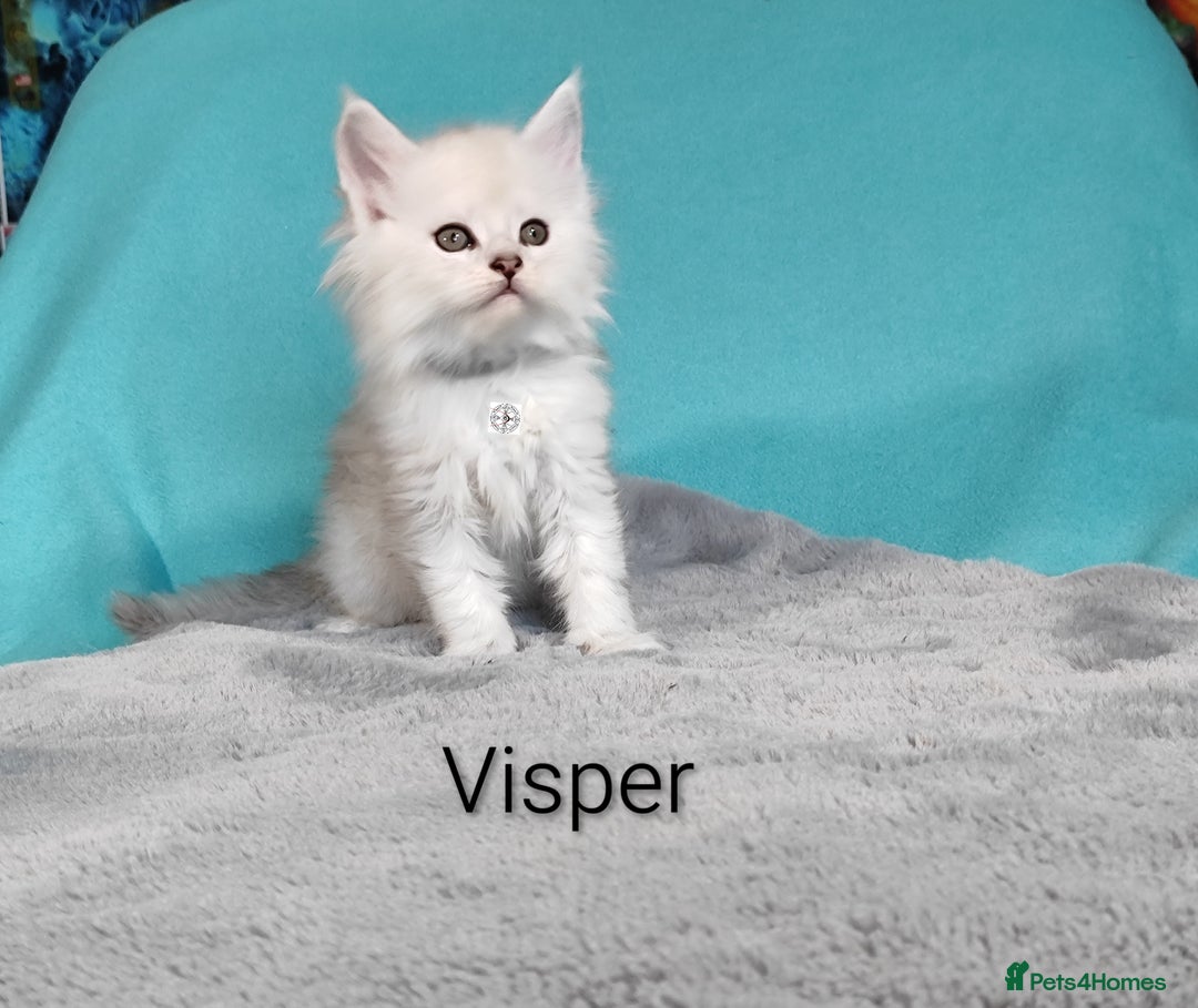 Maine Coon cats for sale: Unique beautiful kittens  - Advert 7