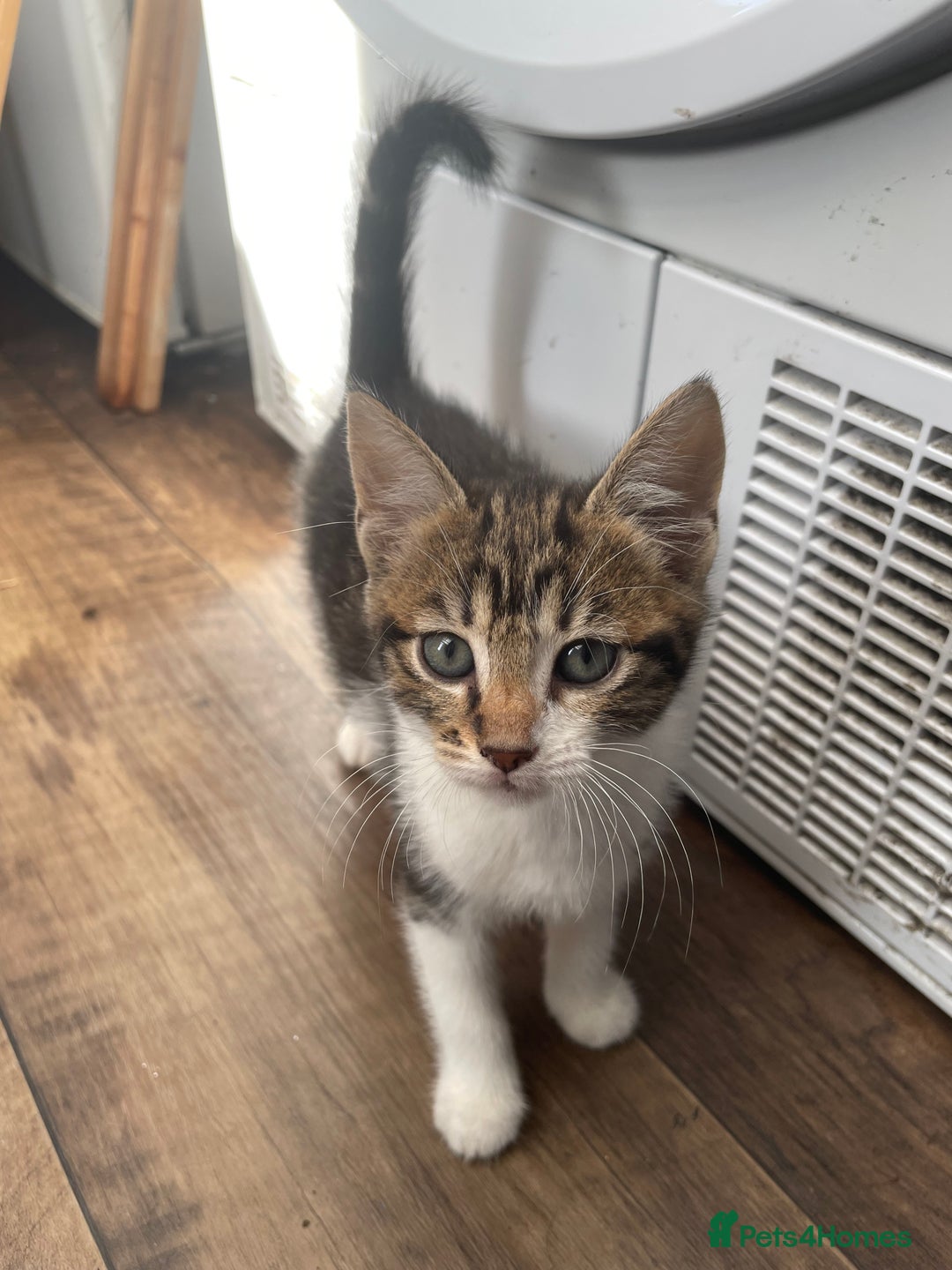 Domestic Shorthair cats for sale: 2 boys 1 female cats  - Advert 8