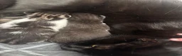 British Shorthair cats for sale: Three kittens for sale  - Advert 3