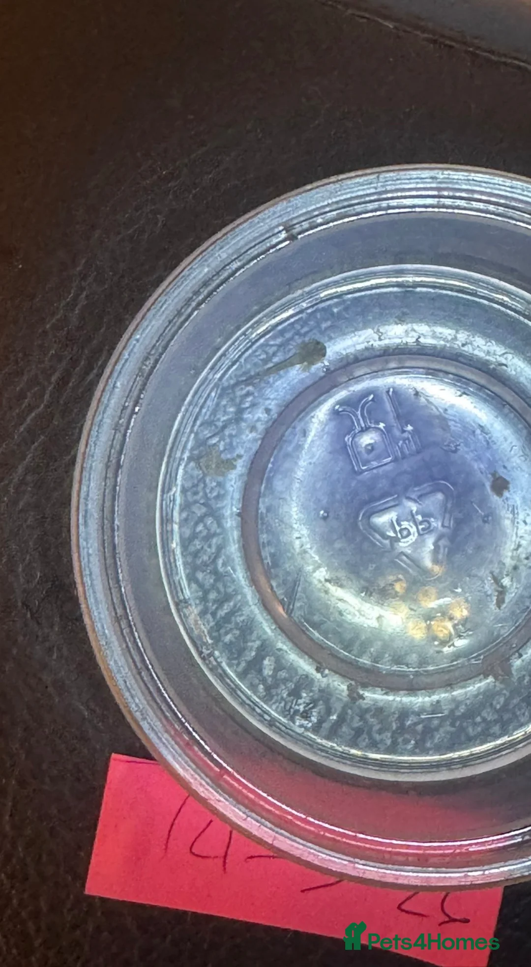 Axolotl reptiles for sale: Baby axoltols  - Advert 12