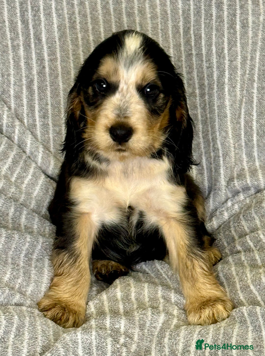 Cocker Spaniel dogs for sale: 🐶 Cocker Spaniel Puppies Ready Soon! 🏡 - Advert 7