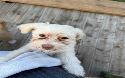 Chinese Crested dogs for sale: Chinease crested powder puff  - Image 7