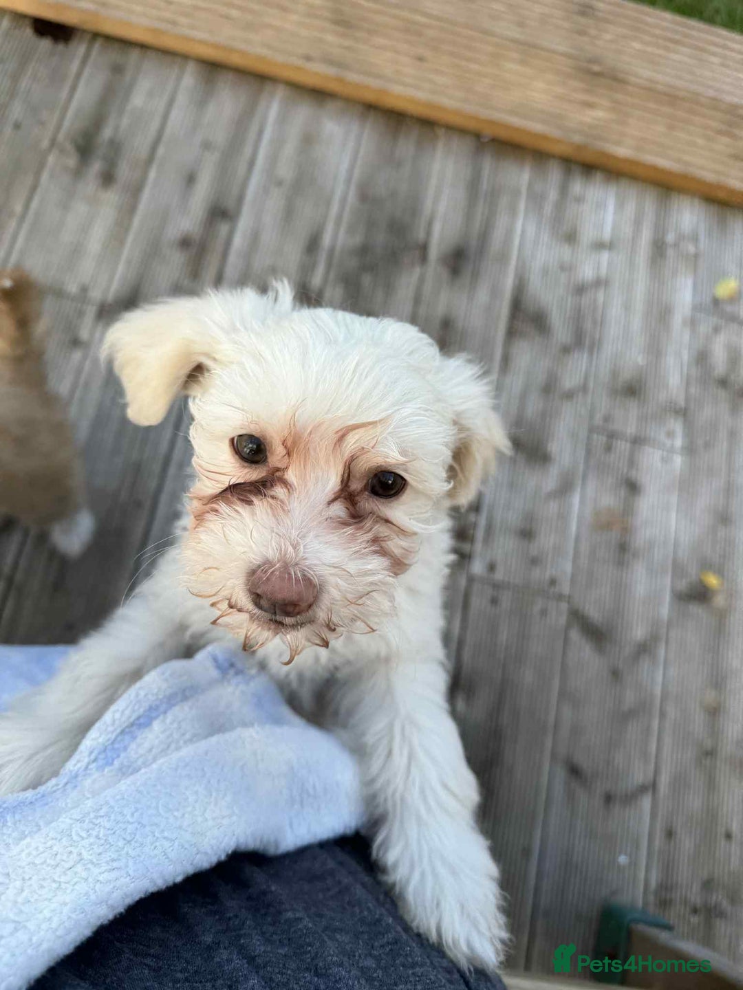 Chinese Crested dogs for sale: Chinease crested powder puff  - Image 7