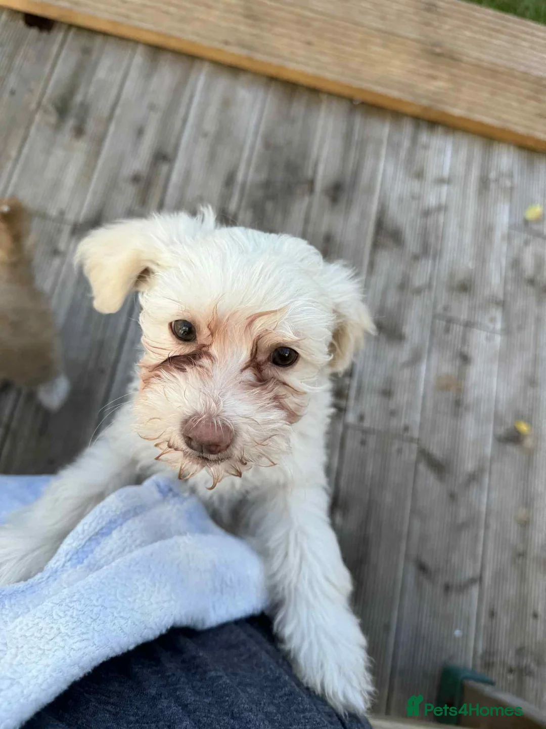 Chinese Crested dogs for sale: Chinease crested powder puff  - Advert 8